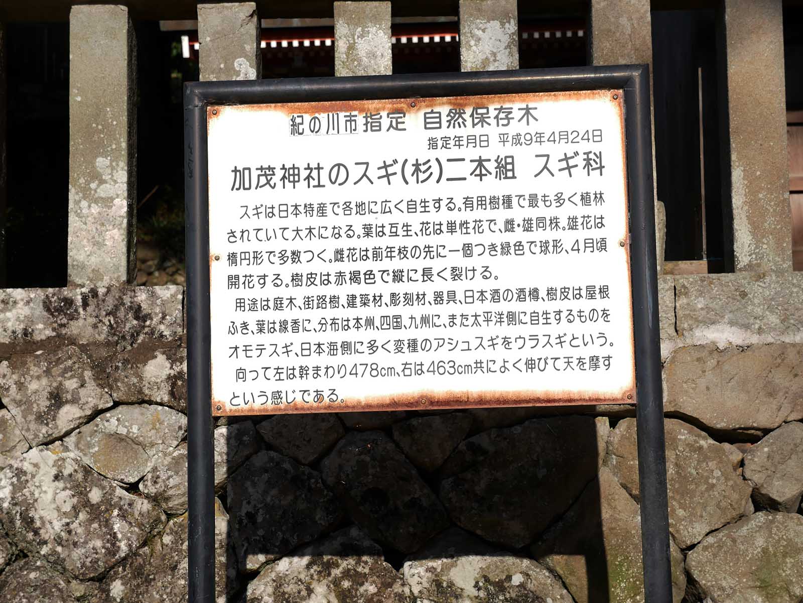 加茂神社のスギ