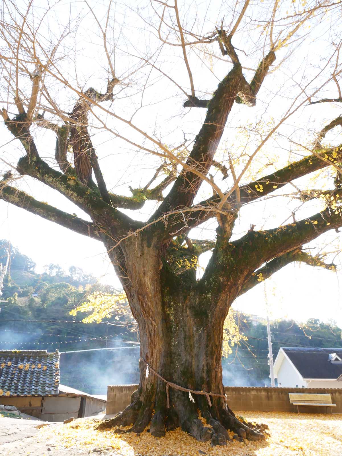 加茂神社のイチョウ