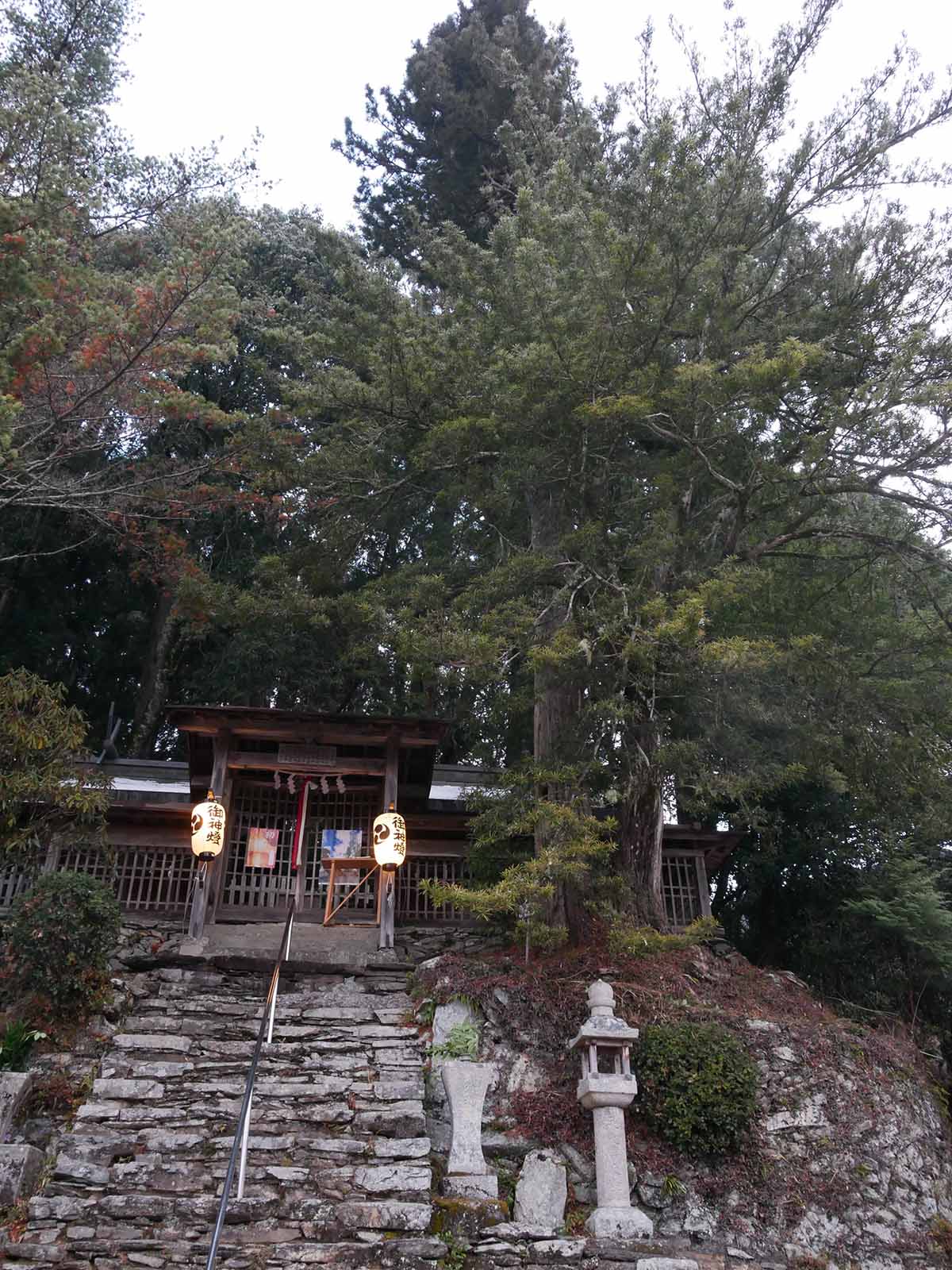 垣内丹生神社のコウヤマキ