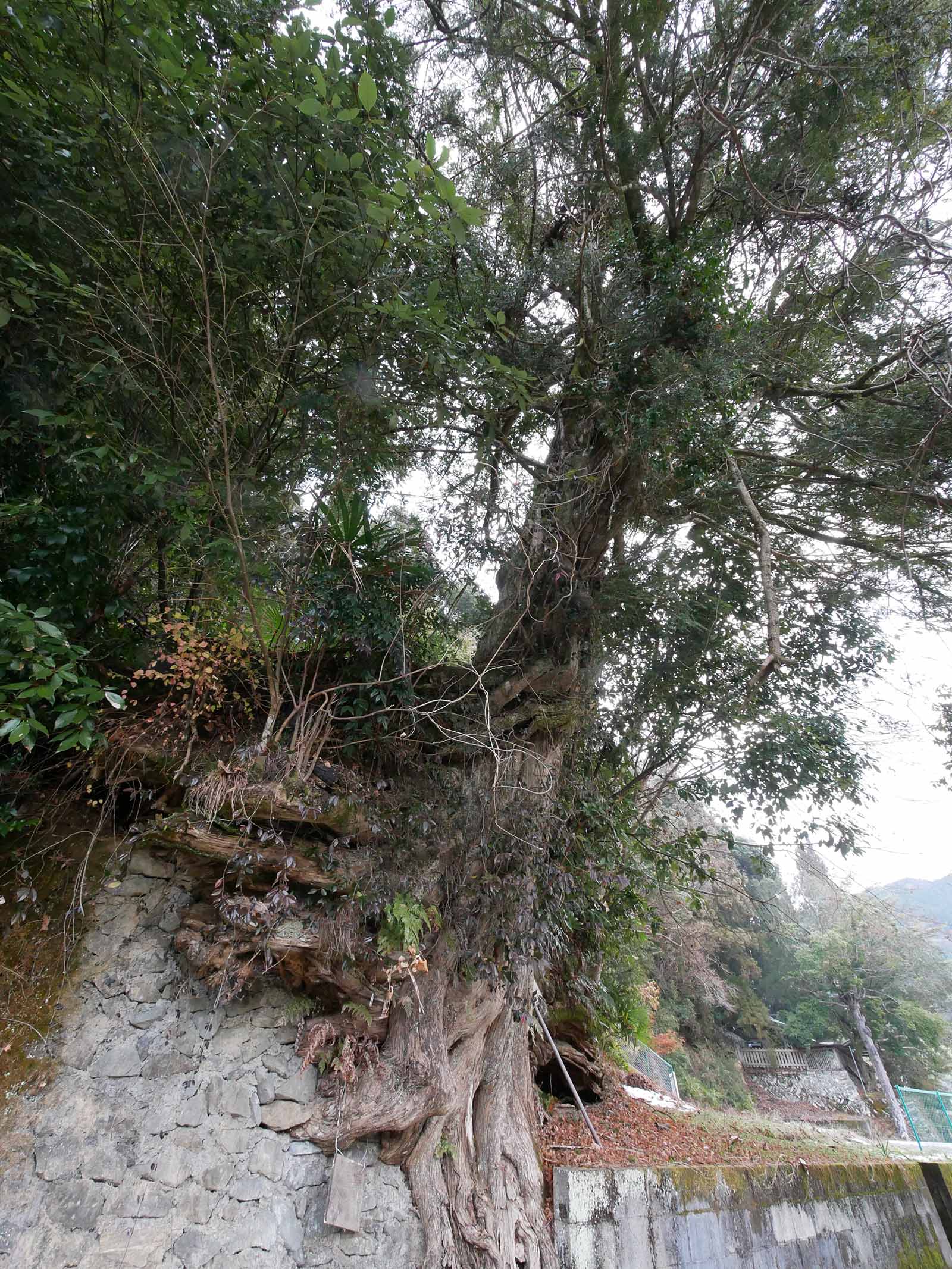 垣内丹生神社の榧木