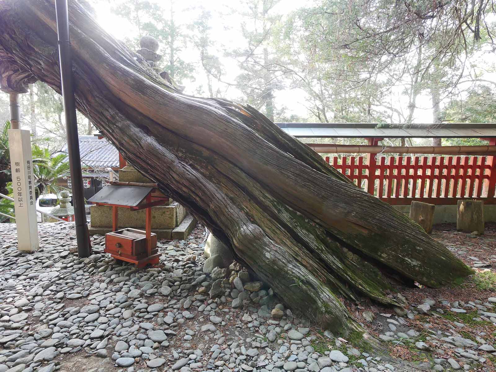 白岩丹生神社 ネズの老樹