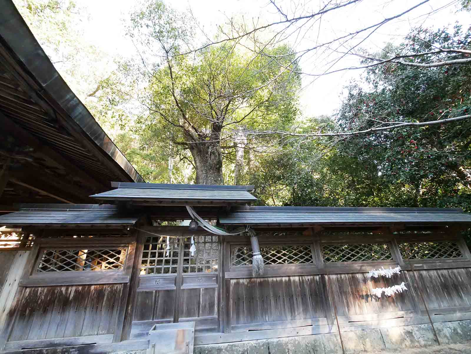 長子八幡神社のクスノキ
