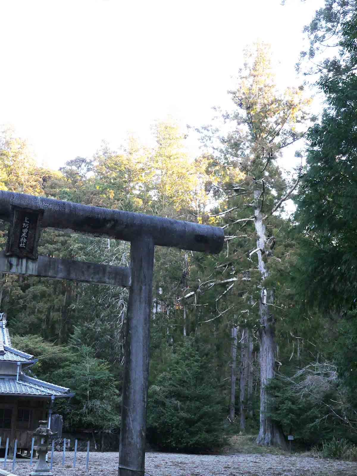 上阿田木神社の重右衛門杉
