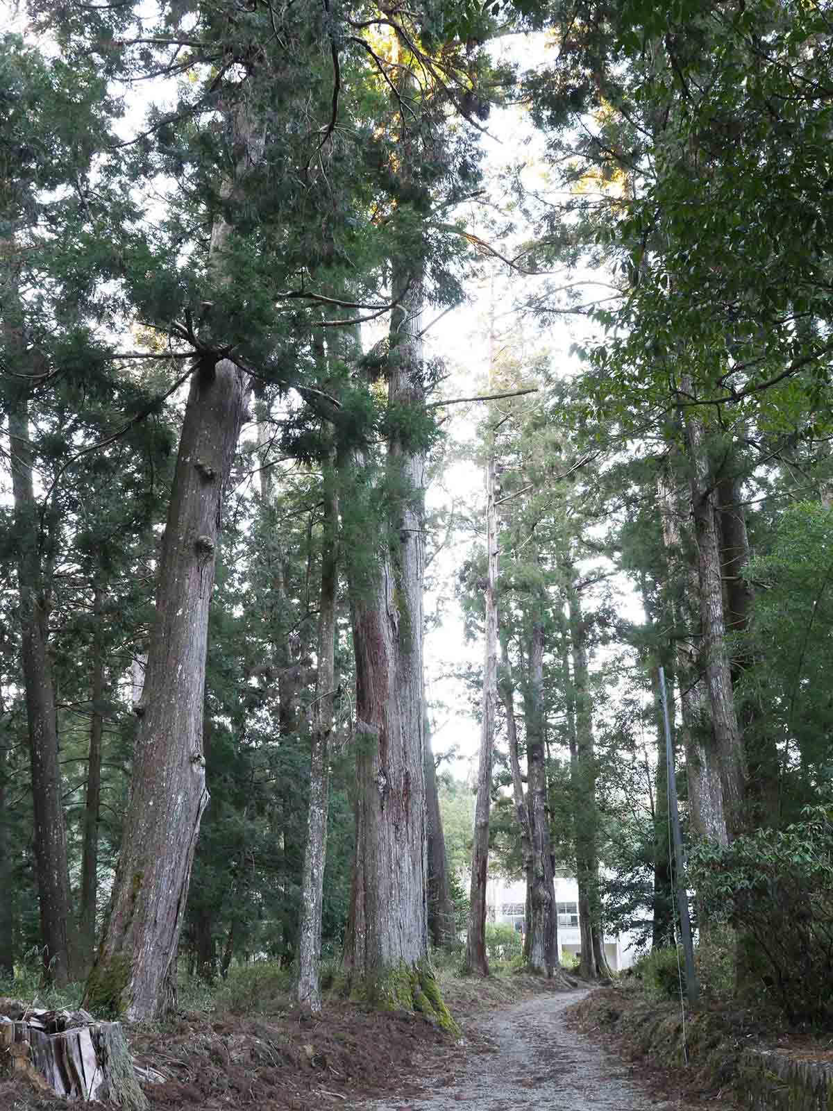上阿田木神社　参道の大杉