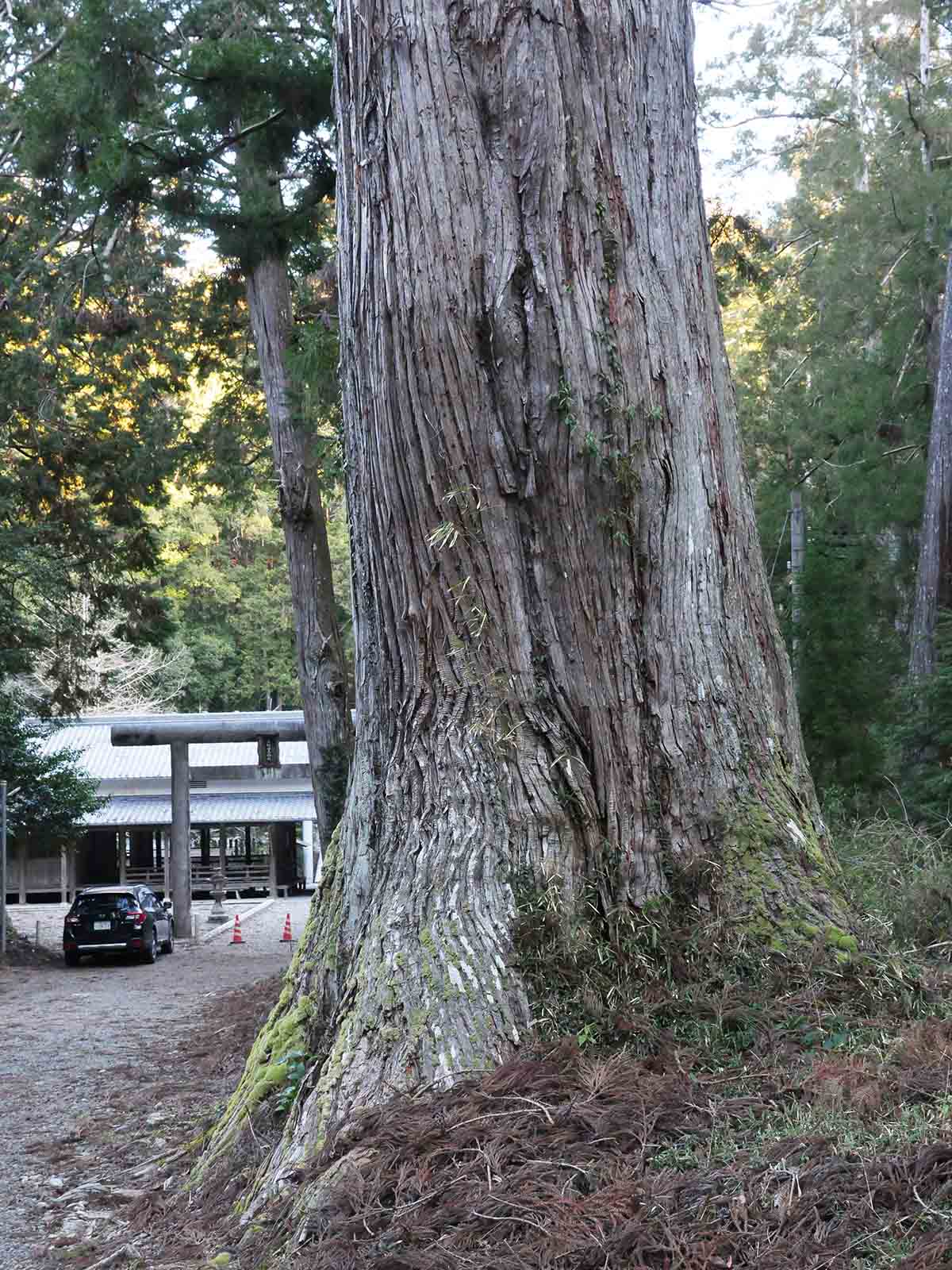 上阿田木神社　参道の大杉