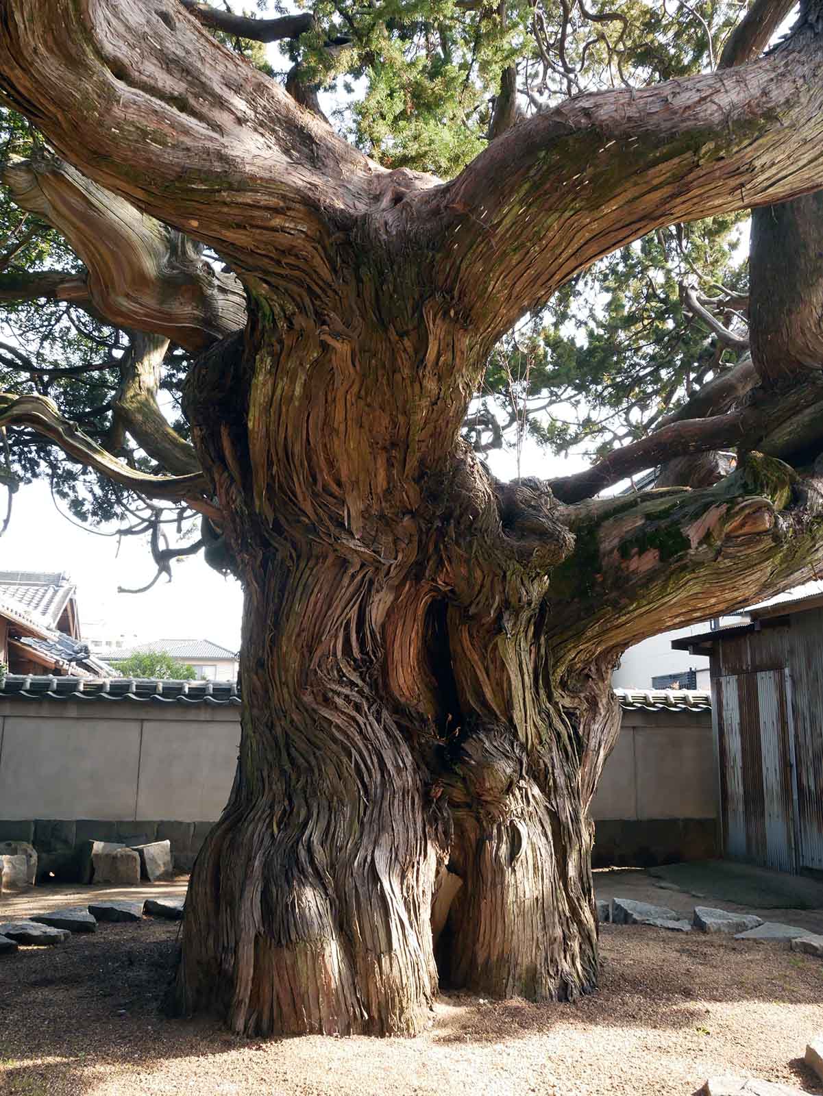 万福寺のビャクシン 巨樹名木探訪 8 樹木 木の情報発信基地
