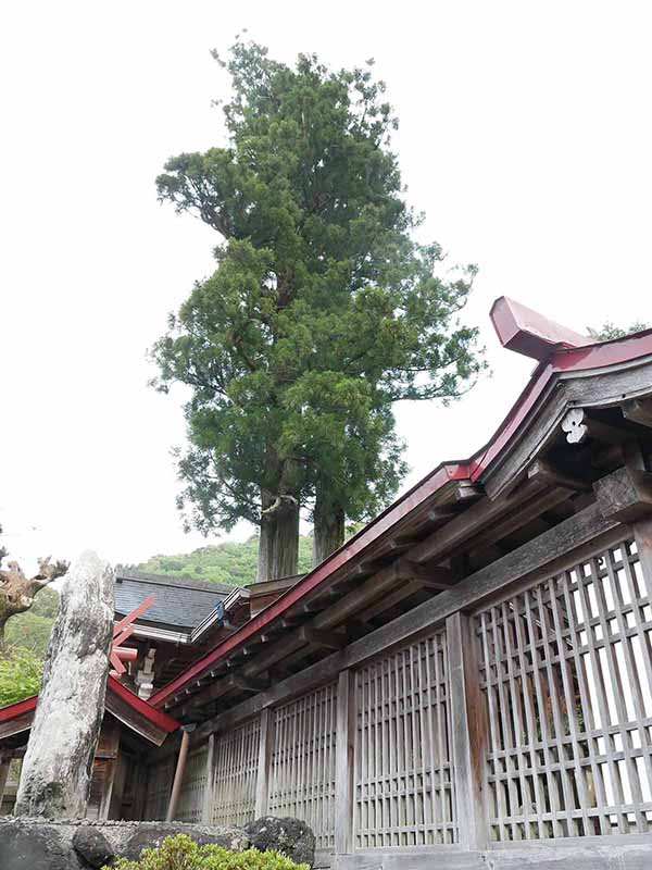 丹生狩場神社の杉ご神木
