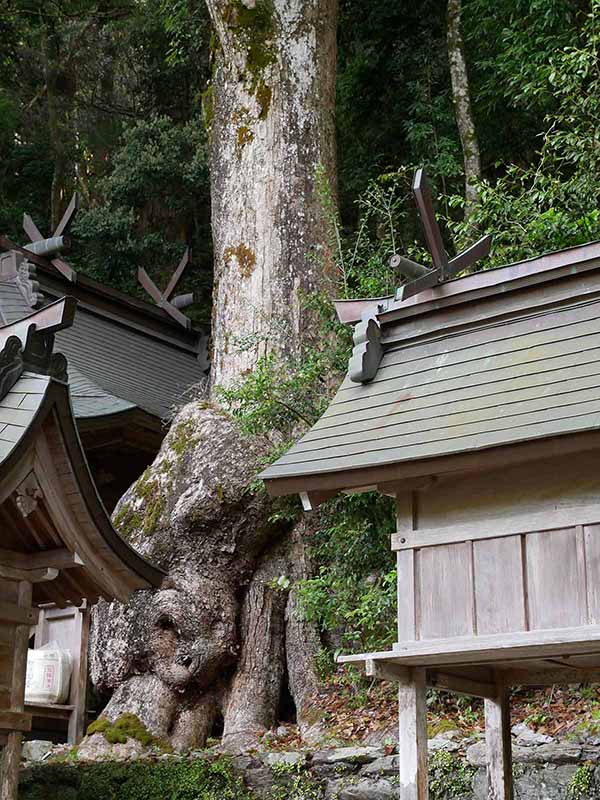 田熊野神社のクス