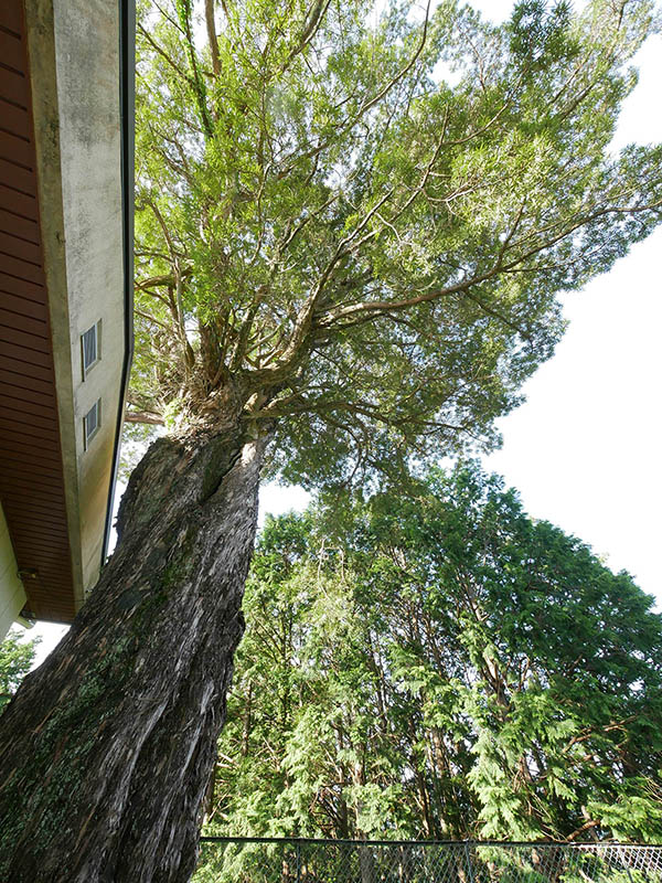 日物川 イヌマキの大樹