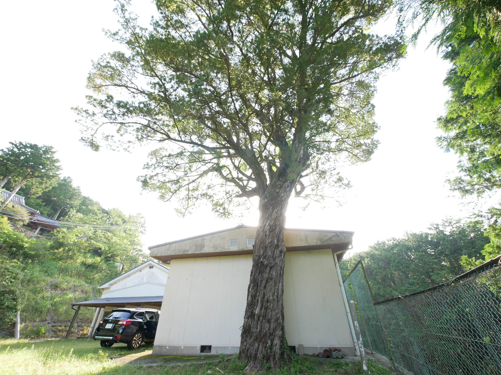 日物川 イヌマキの大樹