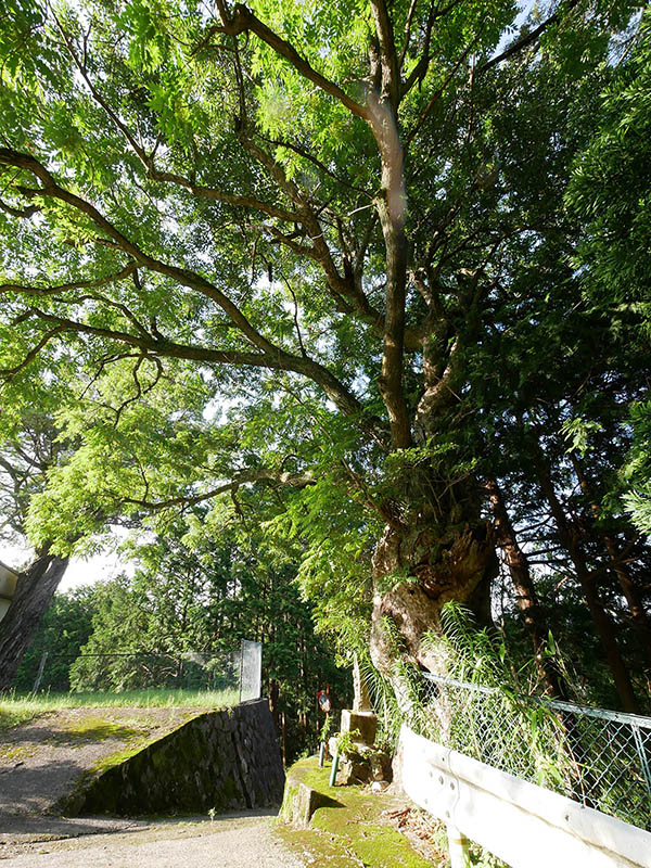 観音寺のカゴノキ・ハゼの合体木