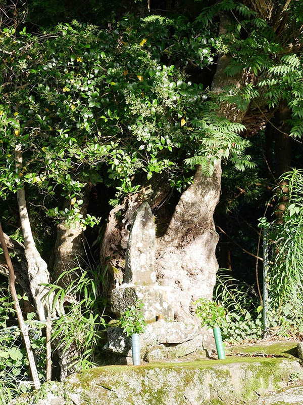 観音寺のカゴノキ・ハゼの合体木