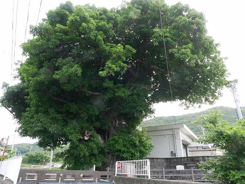 産湯の榕樹
