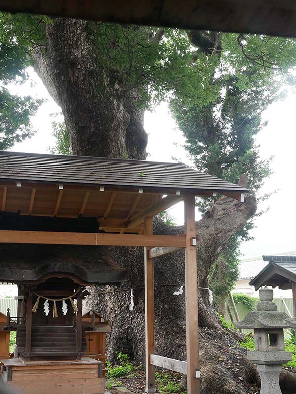 丹生神社のクスノキ