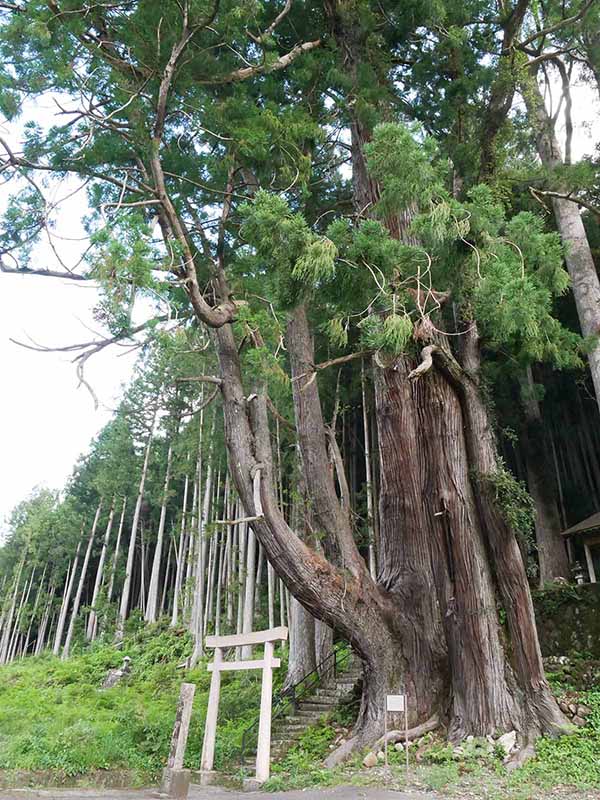甲明神社の大杉 