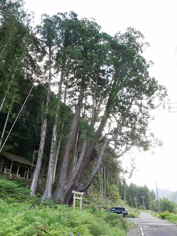 甲明神社の大杉 