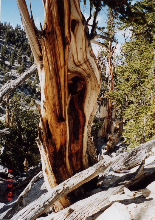 ブリッスルコーンパインメスーゼラ 小笠原隆三の巨樹老樹を訪ねて 世界一の巨樹