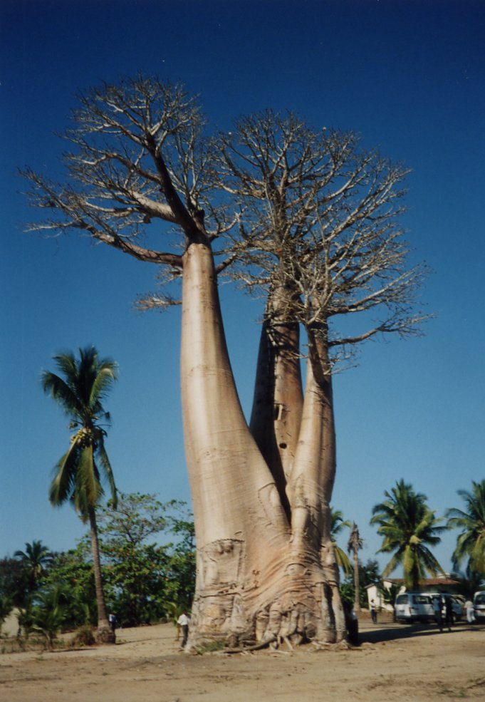 マダガスカルの巨樹バオバブ |小笠原隆三の巨樹老樹を訪ねて|8-樹木|木 