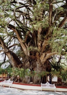 メキシコの世界一太い木 小笠原隆三の巨樹老樹を訪ねて 世界一の巨樹