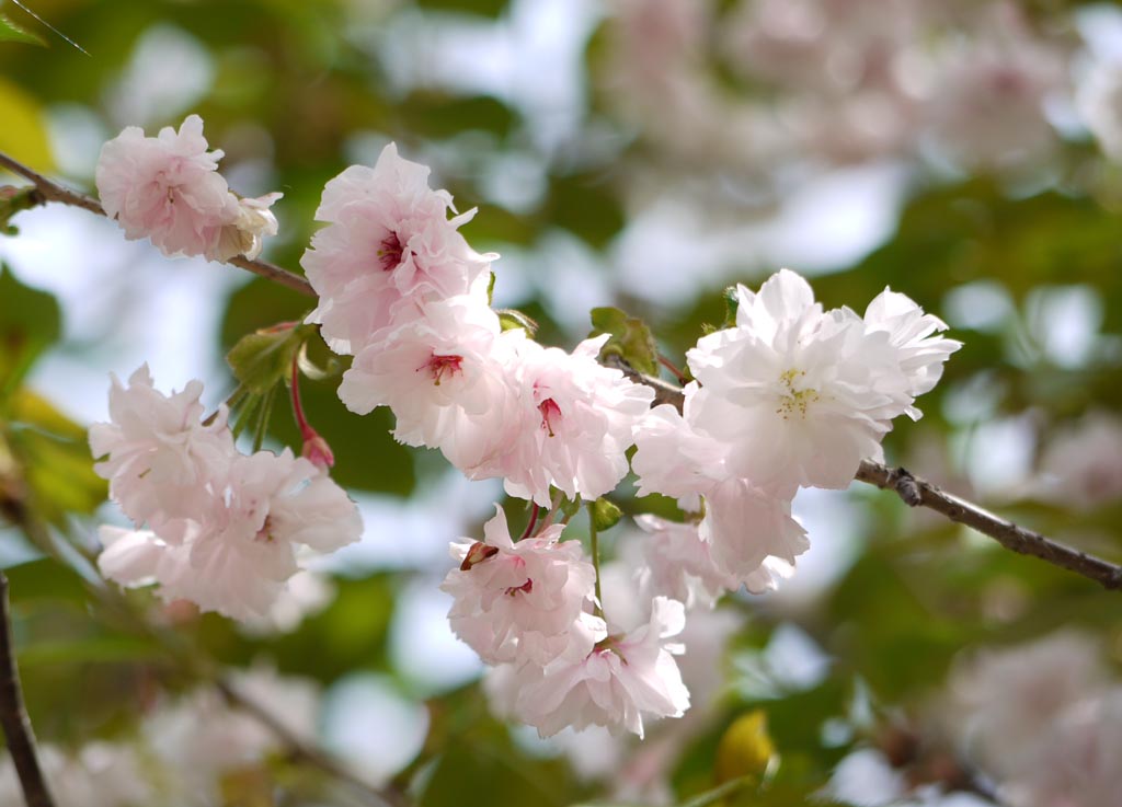 箒桜(ほうきざくら)