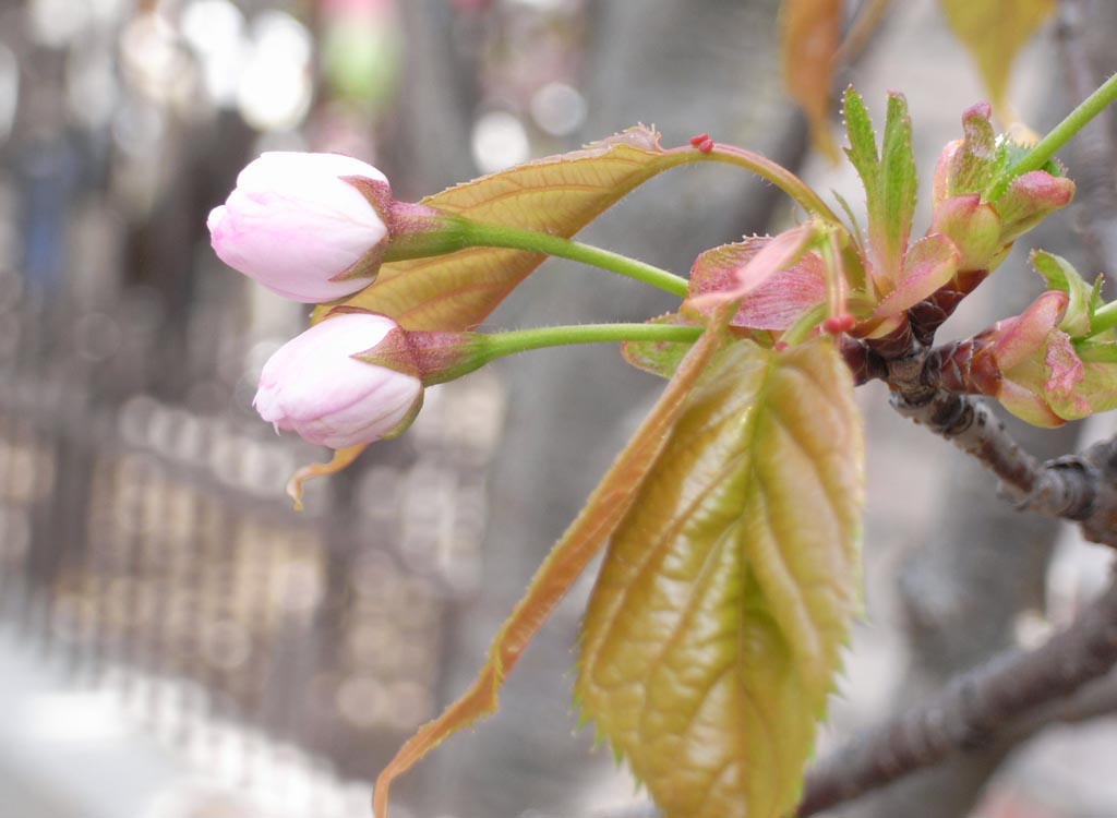 奈良八重桜