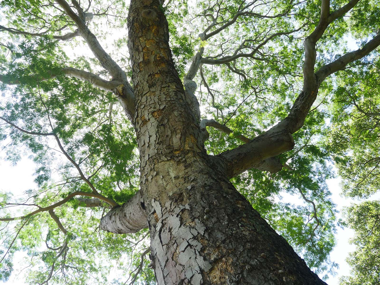 グアナカステの木