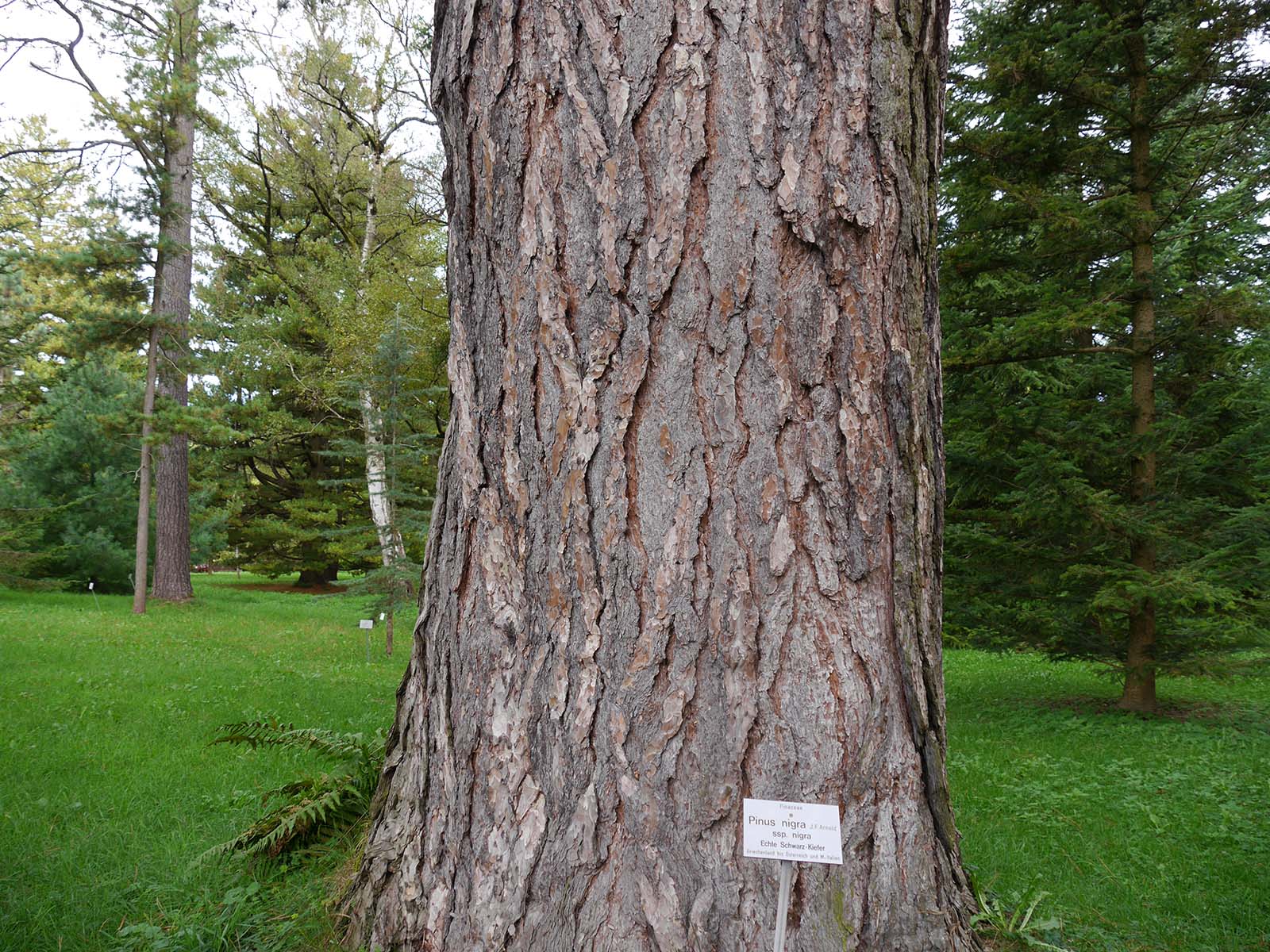 ヨーロッパくろまつ|世界の木材、樹木 木の情報発信基地