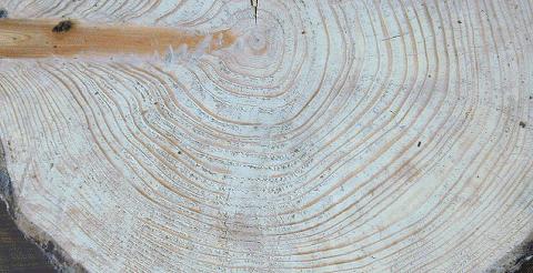 世界の木材 樹木 ドイツトウヒ 木の情報発信基地