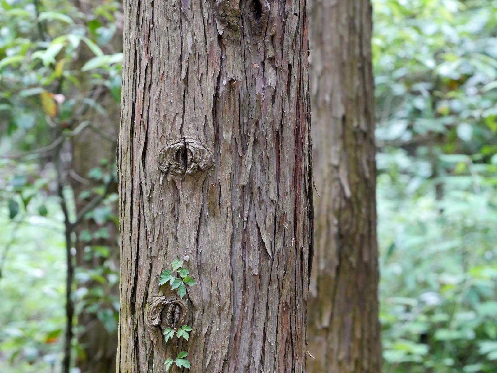 世界の木材 樹木 サワラ 木の情報発信基地