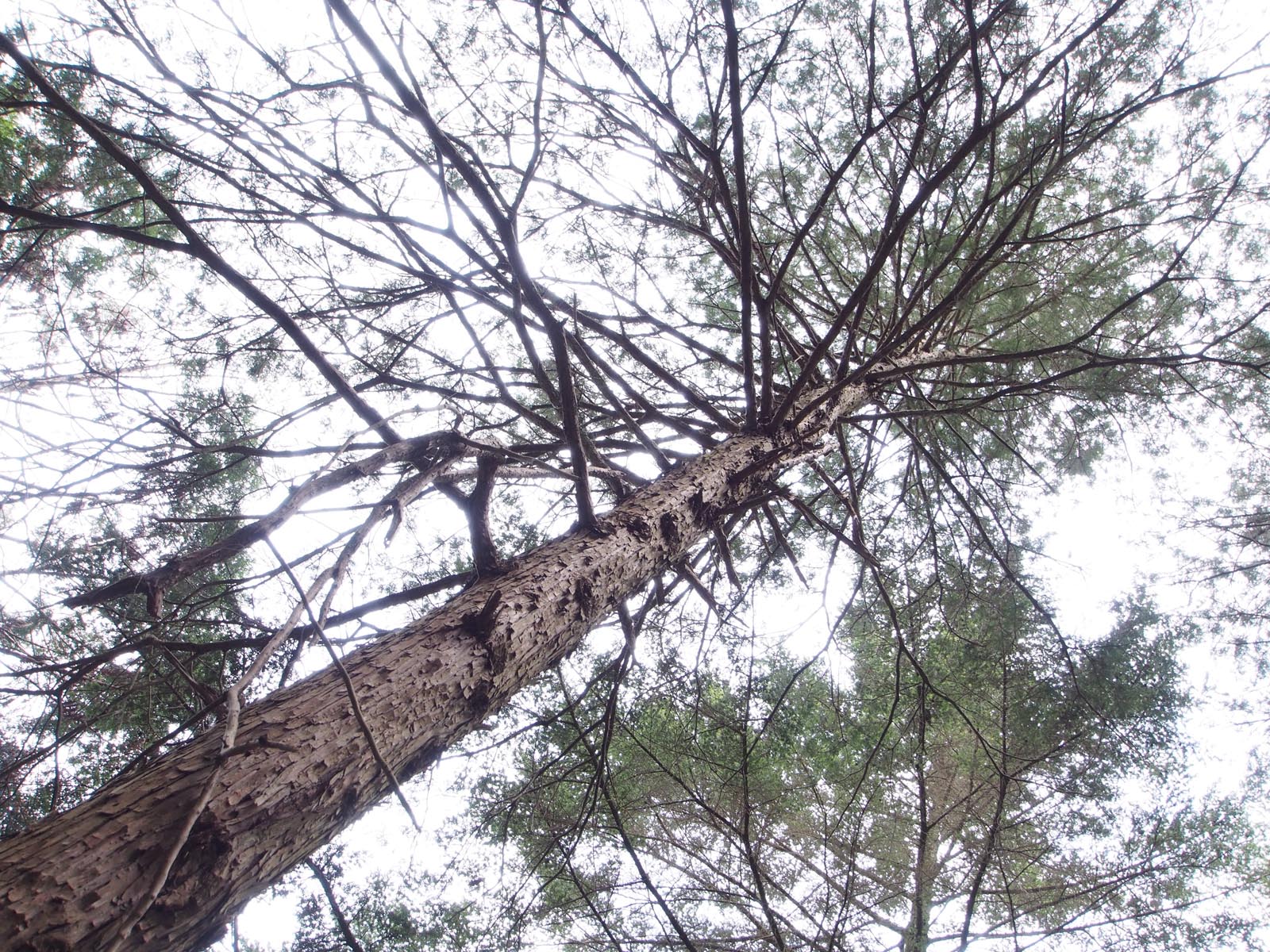世界の木材 樹木 サワラ 木の情報発信基地