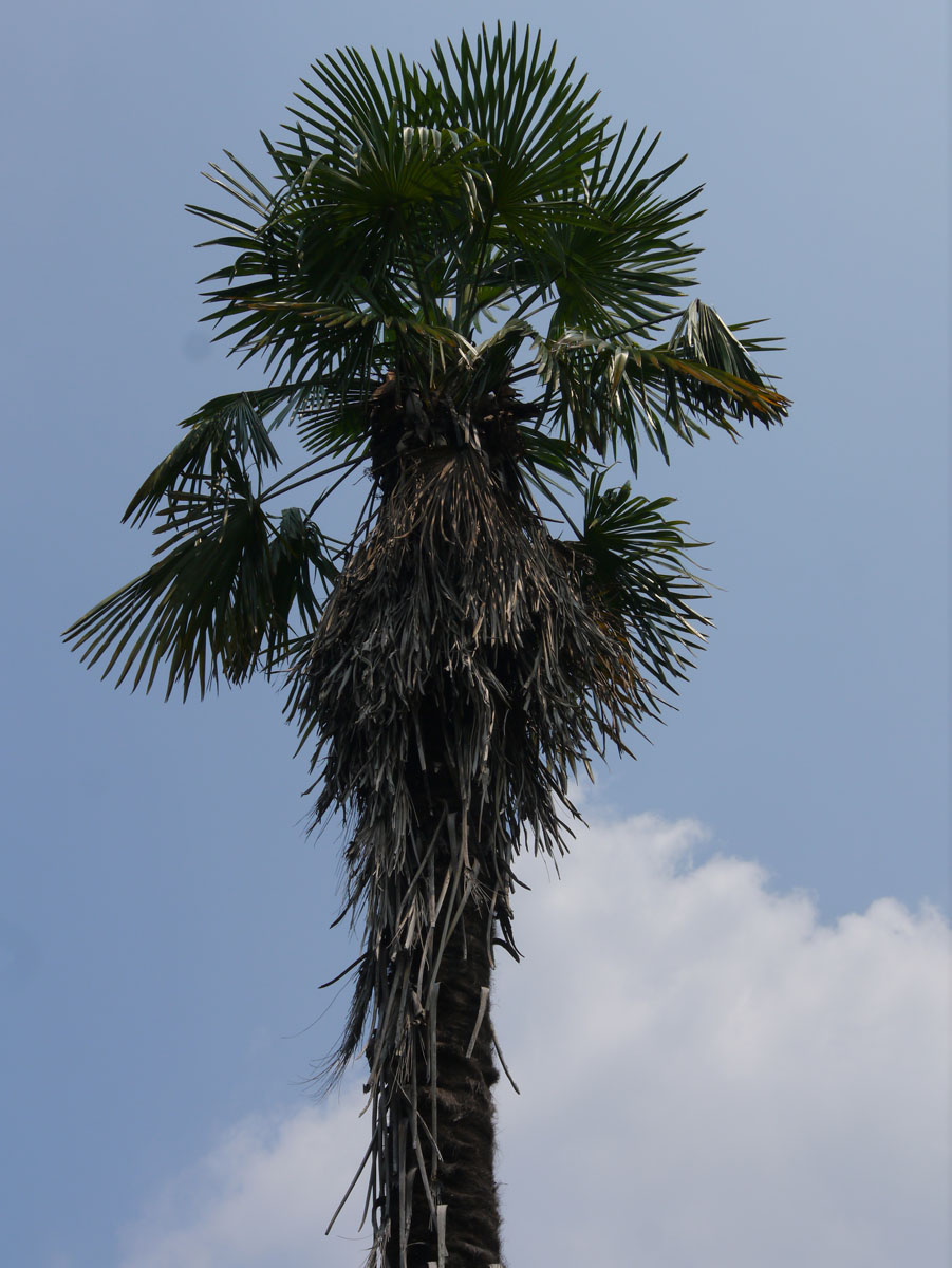 世界の木材 樹木 シュロ 棕櫚 棕梠 椶櫚 木の情報発信基地