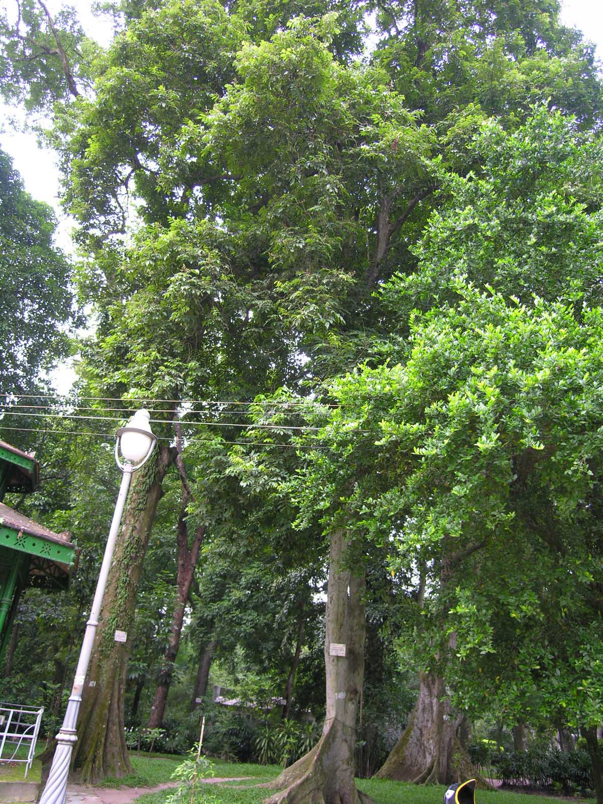 カナリウムの木　カンボジア