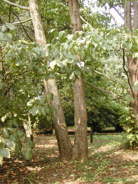 ハンカチノキの木
