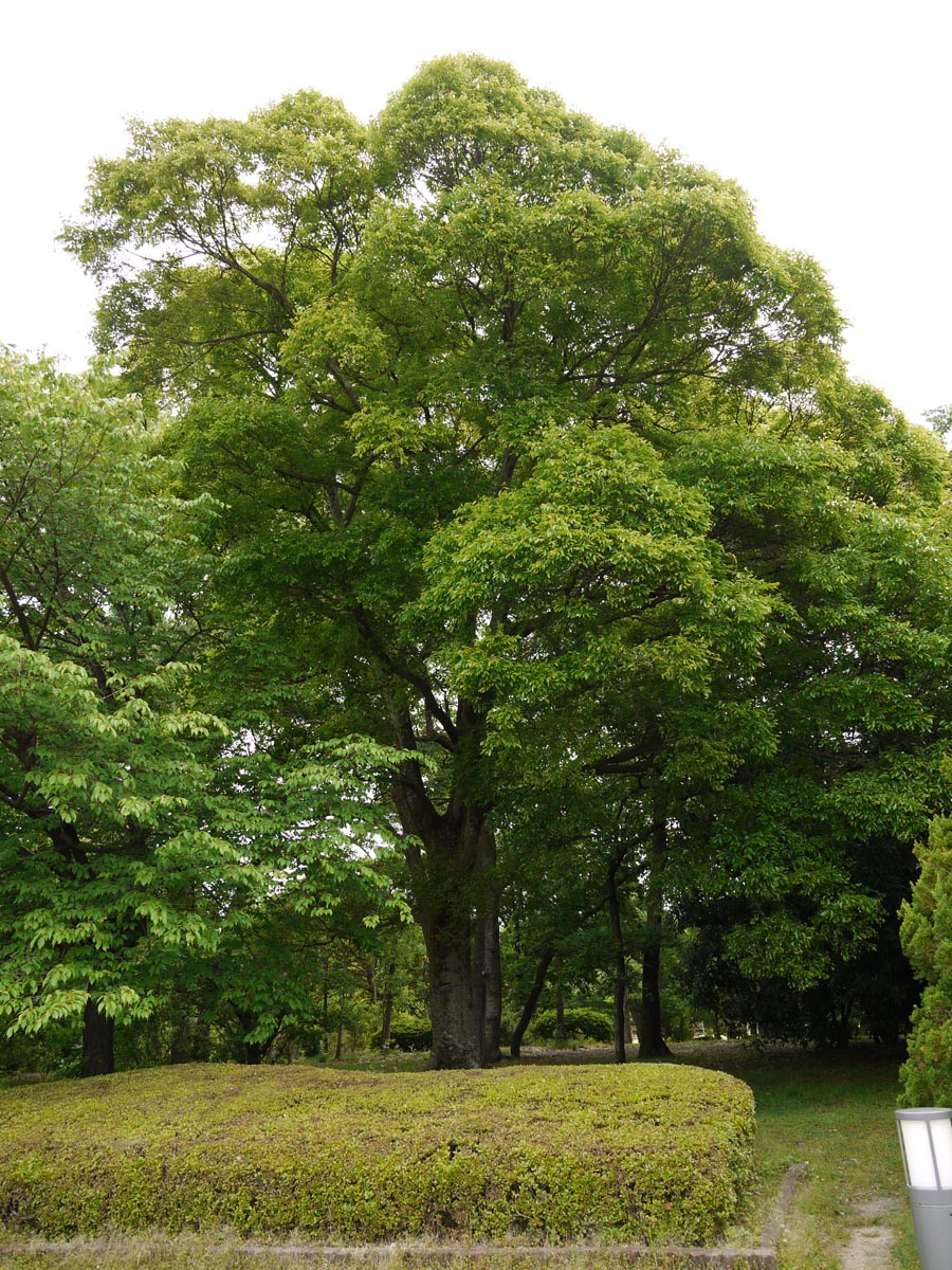 世界の木材 樹木 エノキ 木の情報発信基地
