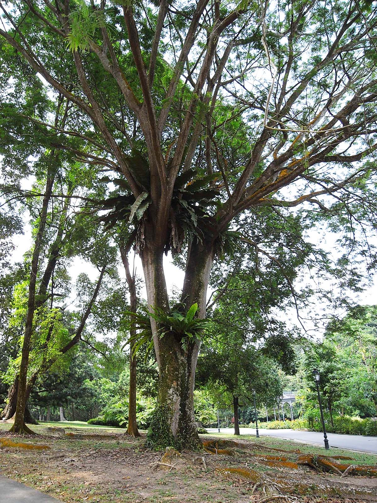 グアナカステの木