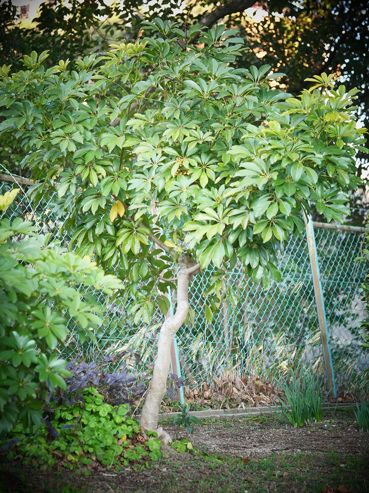 カポックシェフレラ（Schefflera）