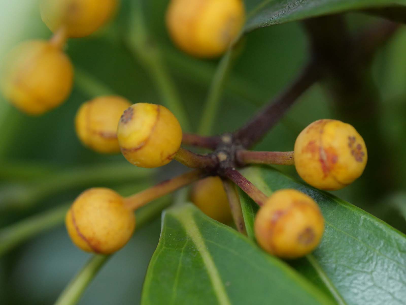 カポックシェフレラ（Schefflera）