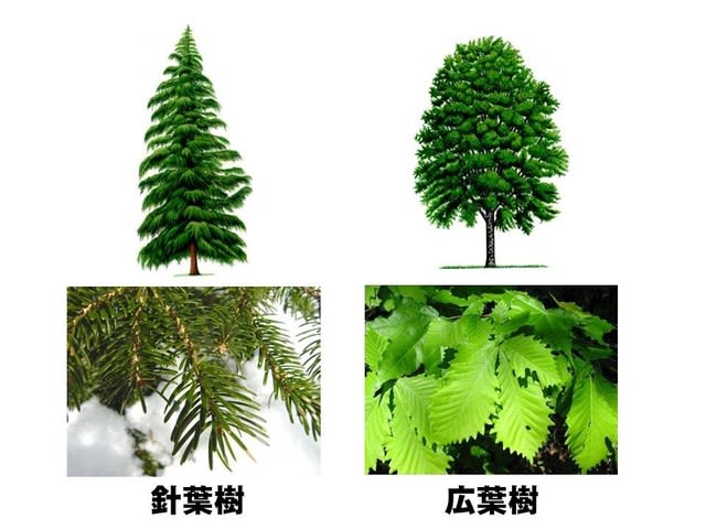 針葉樹と広葉樹の違い 木材会社の新人教育 木材の知識基本編