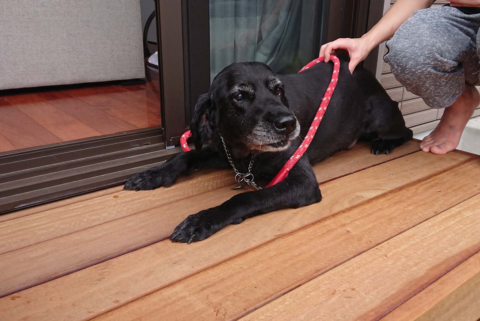 老犬が登り降りできるように