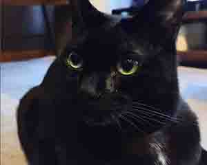 ショールームの副店長チョビ