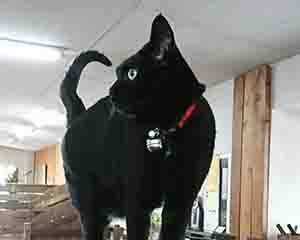 ショールームの副店長チョビ