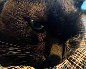 ショールームの副店長チョビ