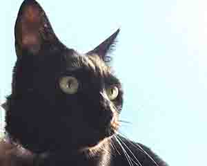 ショールームの副店長チョビ