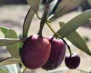 ショールームの副店長チョビ
