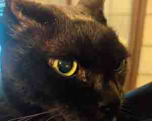 ショールームの副店長チョビ