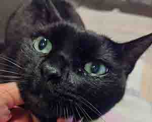 ショールームの副店長チョビ