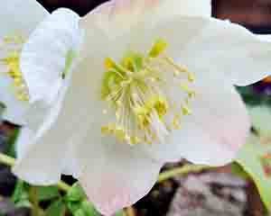 ショールームの副店長チョビ