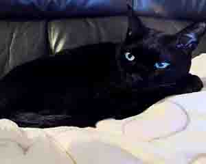 ショールームの副店長チョビ