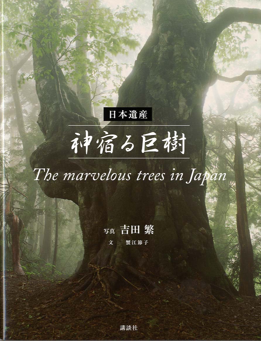 日本遺産　神宿る巨樹　