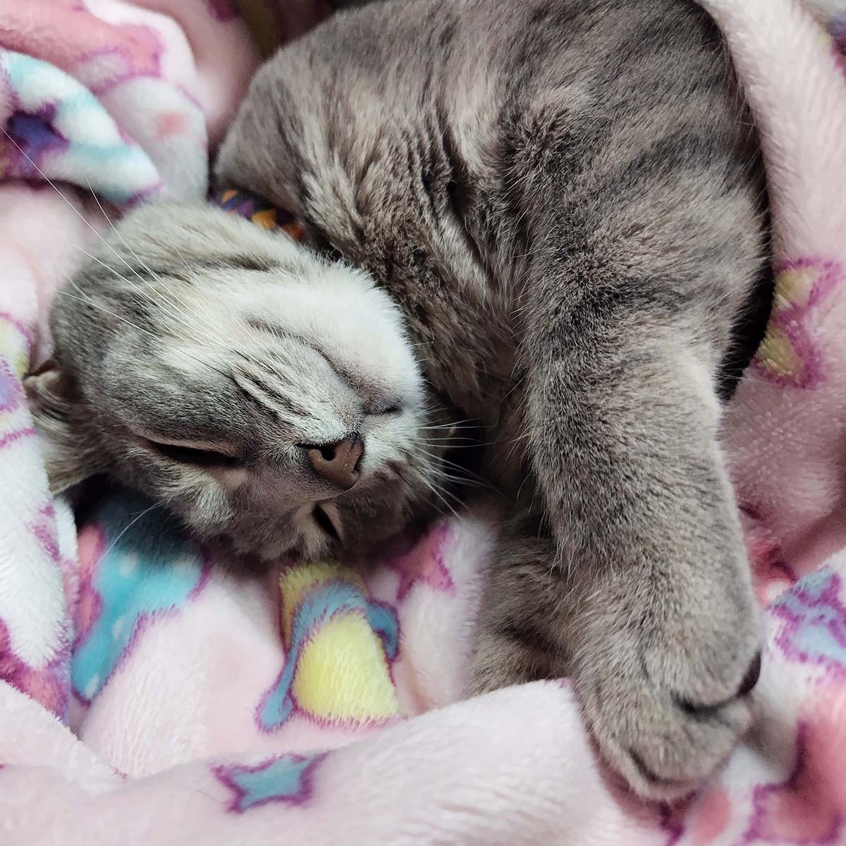 チャット